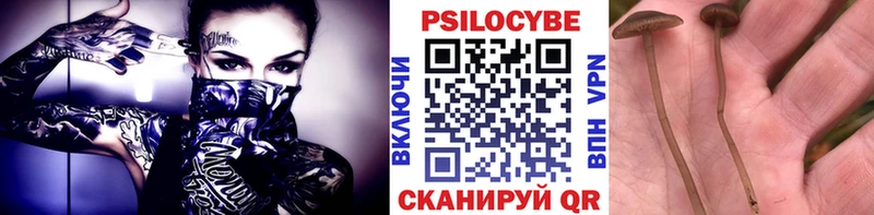 Купить  Кашира  Псилоцибиновые грибы прущие грибы 